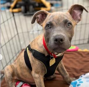 Echo, Pit Bull Terrier, puppy, available for adoption