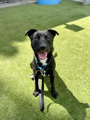 Domino, Mixed Breed, adult, available for adoption