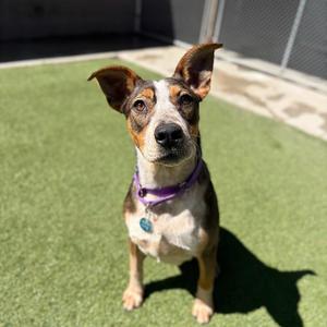 Elsa, Mixed Breed, young, available for adoption