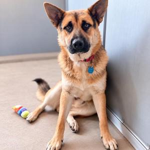 A German Shepherd dog sitting on a carpeted floor, wearing a red collar with a blue tag, and a colorful toy nearby.