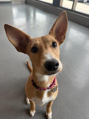 Ginger, Mixed Breed, young, available for adoption
