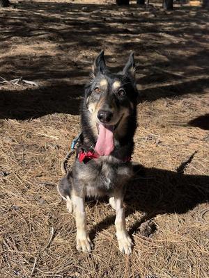 Rue, Mixed Breed, adult, available for adoption