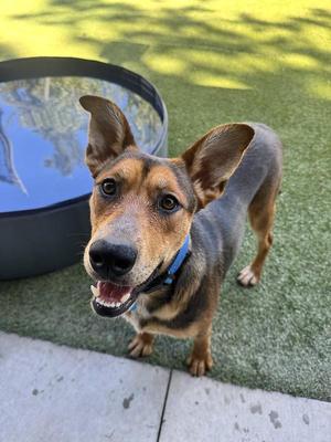 Anna, Mixed Breed, young, available for adoption