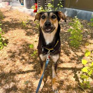 Ducky, Mixed Breed, adult, available for adoption