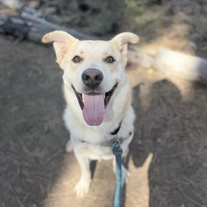 a happy dog with its tongue out