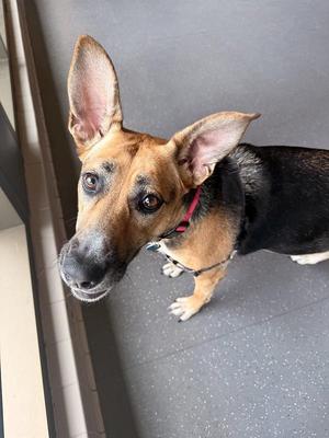 Zella, Mixed Breed, adult, available for adoption