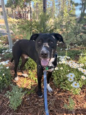 Newman, Mixed Breed, young, available for adoption