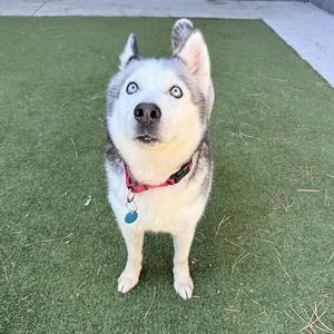 A Siberian Husky dog with blue eyes and a red collar standing on artificial grass.