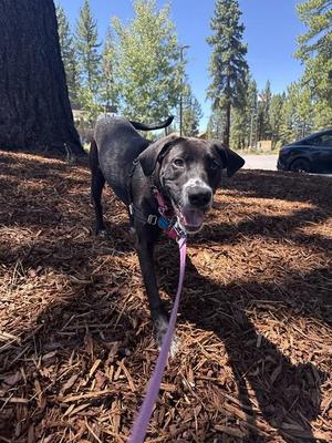 Zoey, Mixed Breed, young, available for adoption