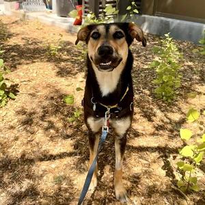 Ducky, Mixed Breed, adult, available for adoption