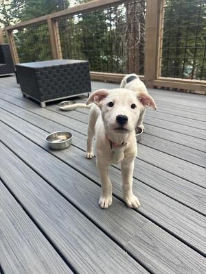 A small white puppy standing on a wooden deck, looking directly at the camera. There is a metal bowl nearby and a black wicker chair in the background.
