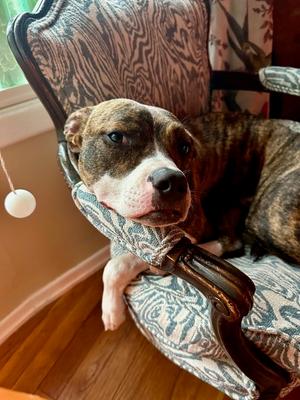 Flower **Courtesy Post**, Mixed Breed, available for adoption