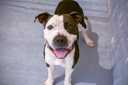 Cowboy, Mixed Breed, adult, available for adoption