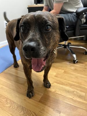 Auggie **a courtesy post**, Lab / Plott Hound, adult, available for adoption