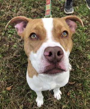 Chip, Bulldog / Terrier (Unknown Type, Medium), young, available for adoption