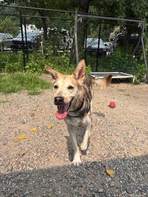 Damian, Mixed Breed, puppy, available for adoption