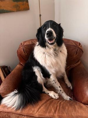 Casey **Courtesy Post**, Border Collie / Great Pyrenees, adult, available for adoption