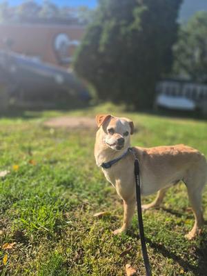 Buki, Chihuahua, senior, available for adoption