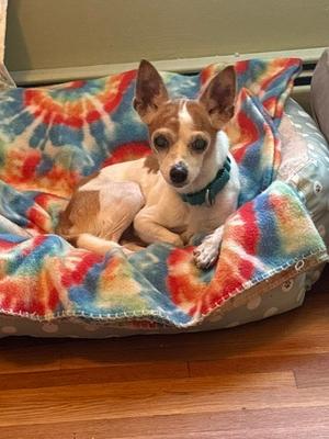 Chikki **Courtesy Post, Chihuahua, available for adoption