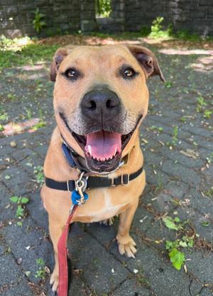 Candy, Catahoula Leopard Dog, young, available for adoption