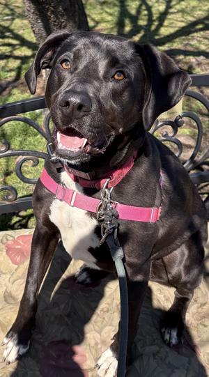 Eddie, Lab, adult, available for adoption