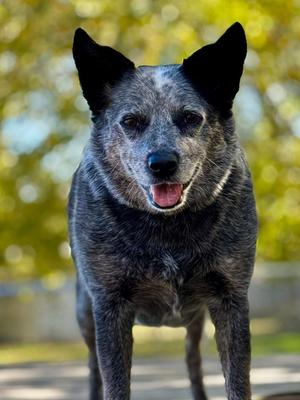 Bryce, Blue Heeler, adult, available for adoption