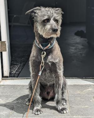 Charlie **Courtesy Post**, Poodle (Standard) / Terriers (Medium), adult, available for adoption