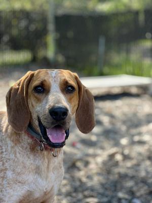 Davy, Hounds (All Types), adult, available for adoption