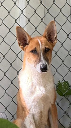 Finn, Terriers (Medium), young, available for adoption
