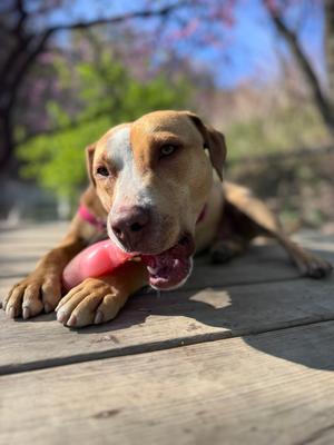 CJ, Mixed Breed, young, available for adoption