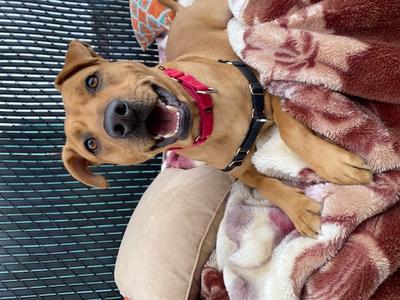 Banjo, Labrador Retriever, available for adoption