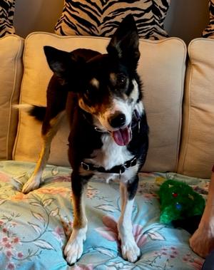 Bella, Border Collie, young, available for adoption