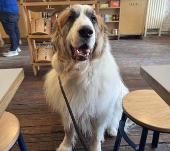 Donny **Courtesy Post, Great Pyrenees, available for adoption