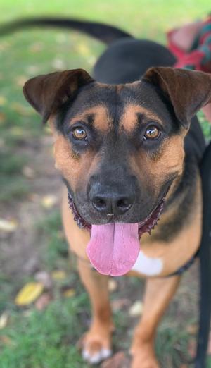 Duke, Hounds (All Types) / Shepherds (All Types), adult, available for adoption