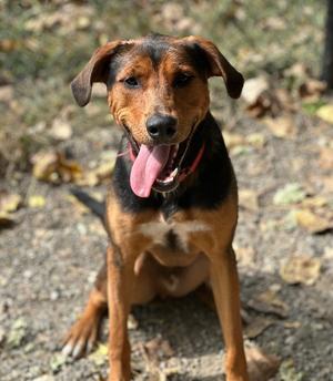 Douglas, Hounds (All Types), young, available for adoption