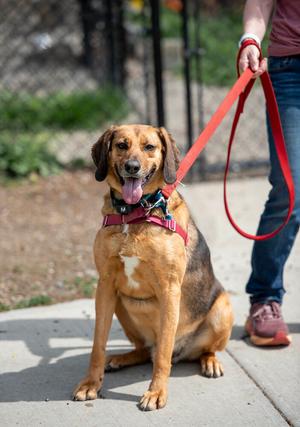 Buster Brown, Hound (Unknown Type), young, available for adoption