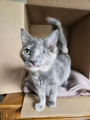 Junebug, kitten, available for adoption