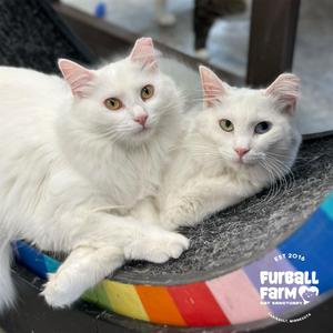 Furball Farm Pet Sanctuary