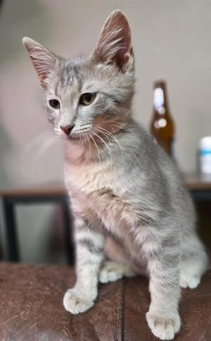 A gray tabby kitten sitting on a brown surface, looking to the side.