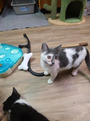 A gray and white kitten standing on a wooden floor, looking at the camera, with a toy stethoscope and a blue toy nearby.