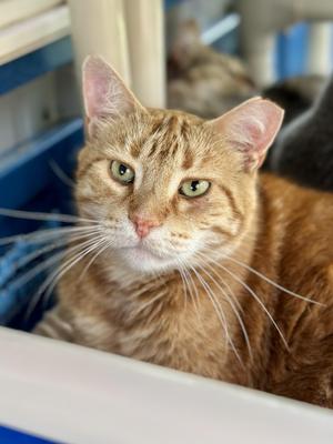 Habanero, adult, available for adoption