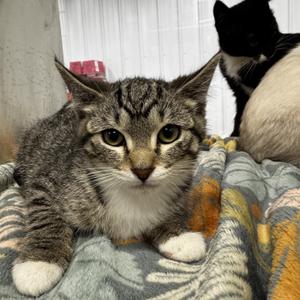 Mia, kitten, available for adoption