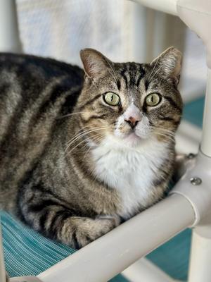 Garrison, adult, available for adoption