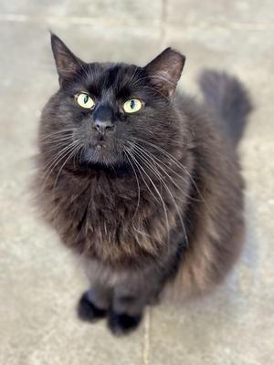Hunk, adult, available for adoption