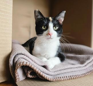 Ladybug, kitten, available for adoption
