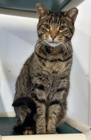 Gary, senior, available for adoption