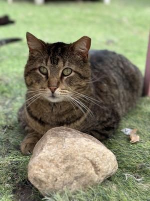 Isaiah, adult, available for adoption