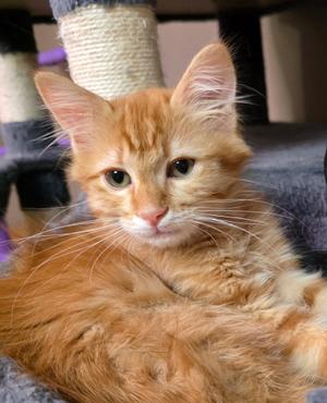 Aspen, kitten, available for adoption