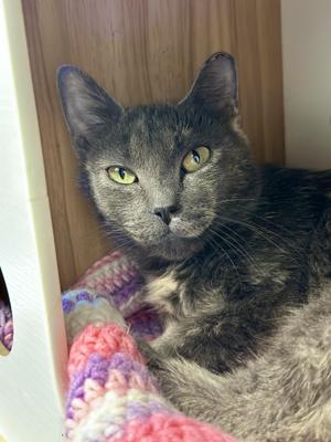 FlipFlop, adult, available for adoption