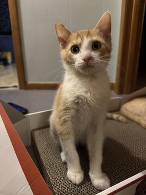 Jack, kitten, available for adoption